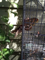mating through cage
